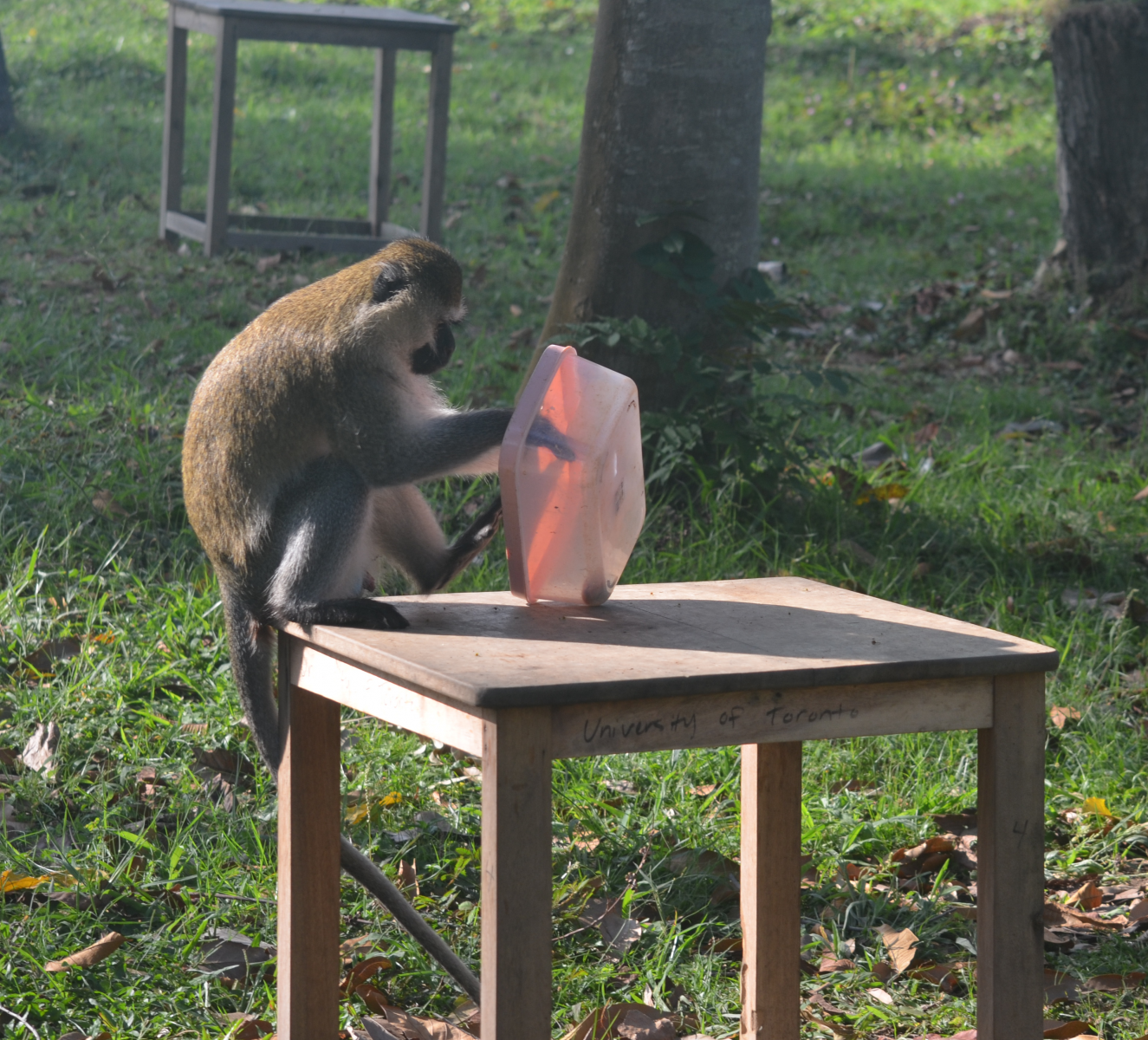 Monkey playing with plastic container and standing on top of a wooden table in an outdoor setting
