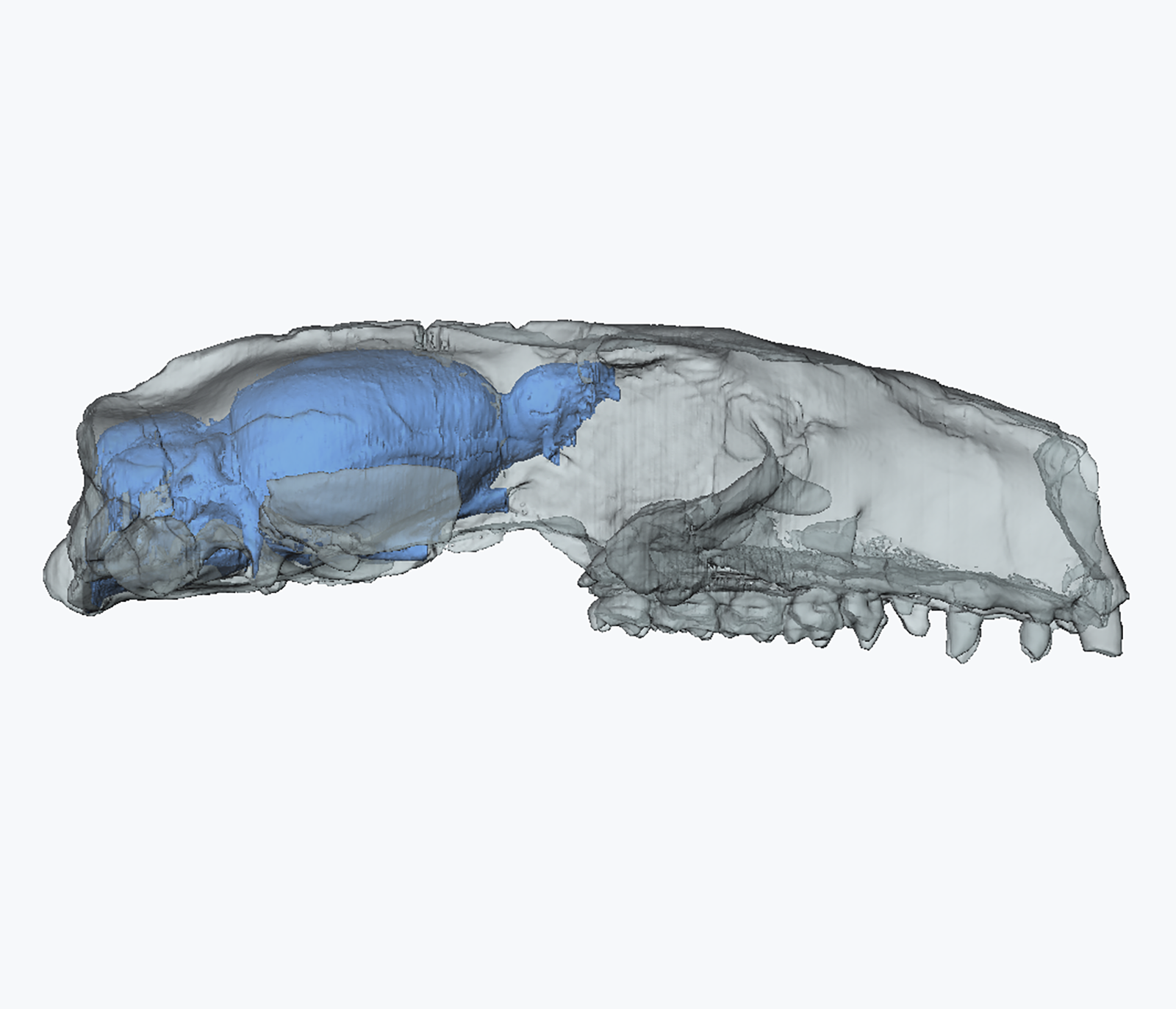 Cranium of a plesiadapiform primate