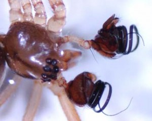 Palps and cephalothorax