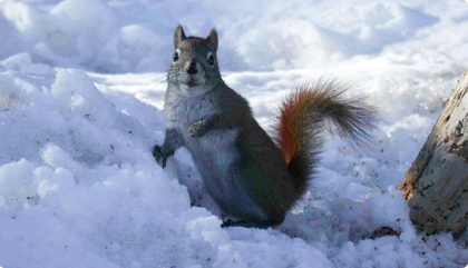 Another image of a red arctic squirrel in a photo gallery