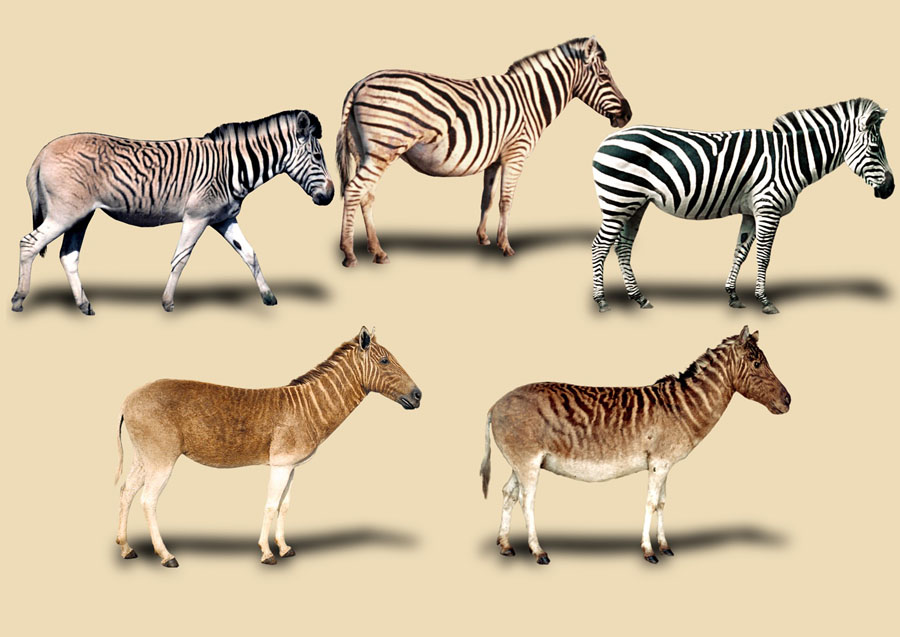 Zebras