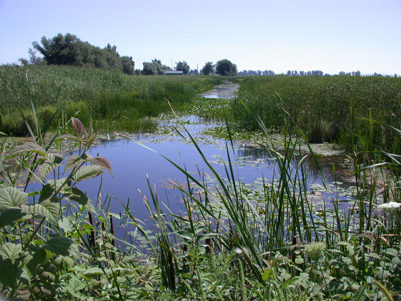 Wetlands