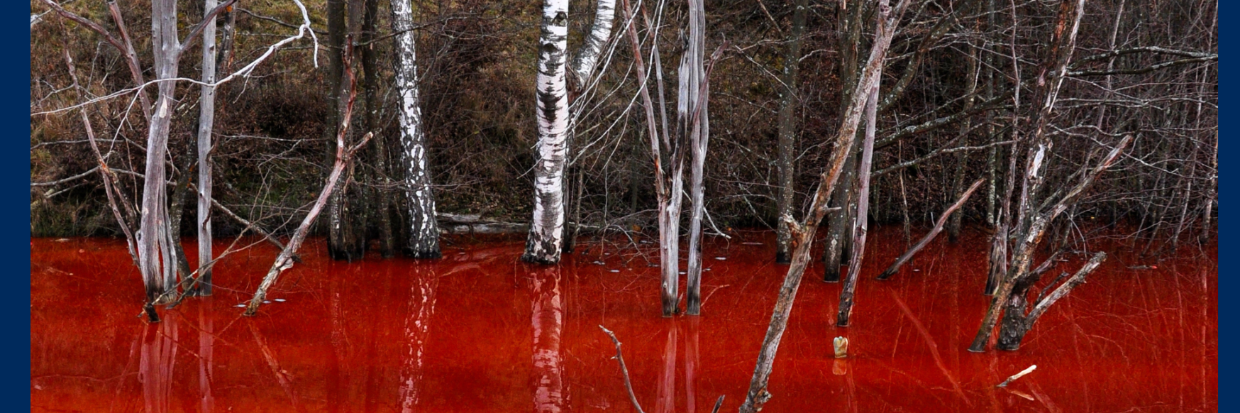trees in red water