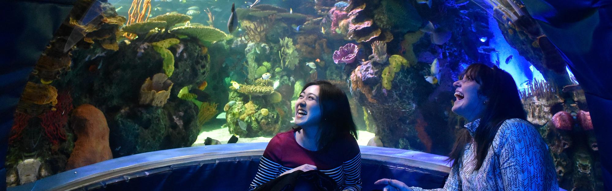 Two students in a large aquarium looking up at a tank full of sea life