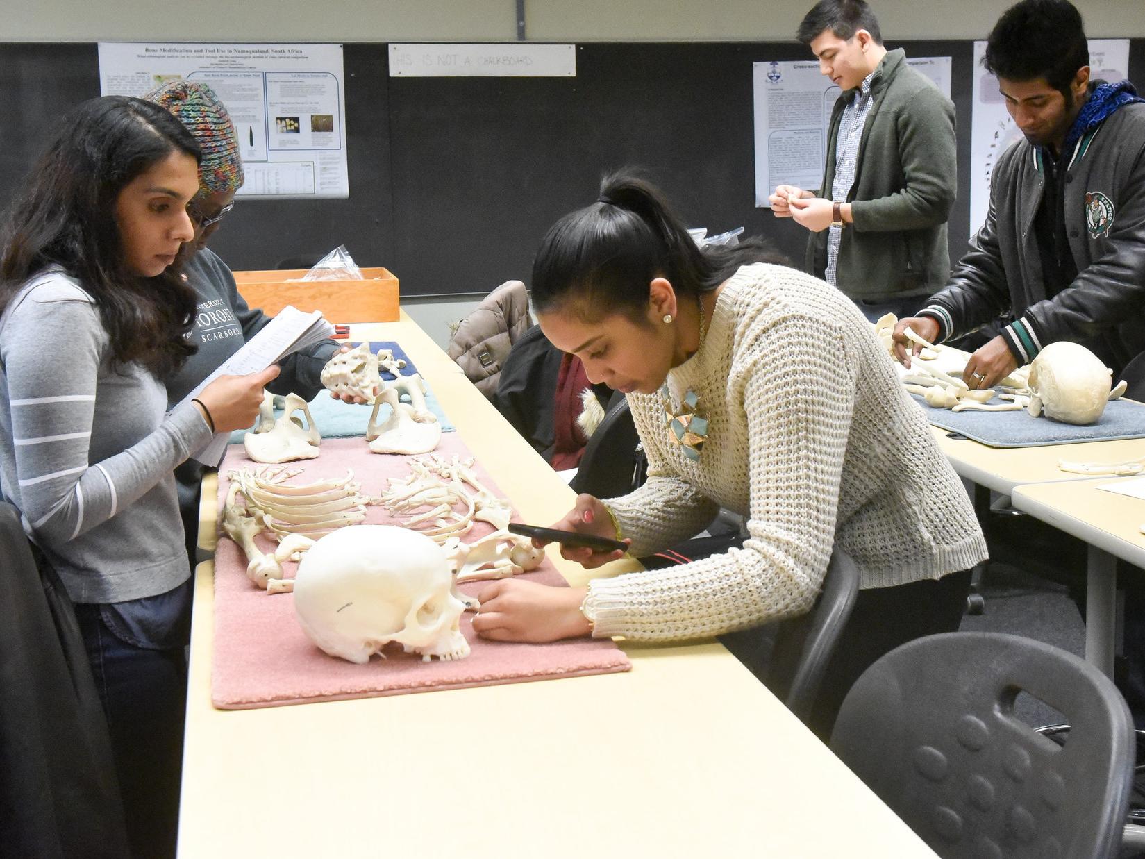 Students in an anthropology lab examining skeletons