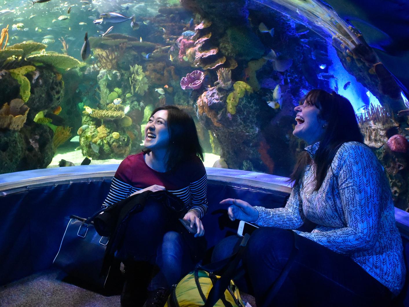 Two students in a large aquarium looking up at a tank full of sea life