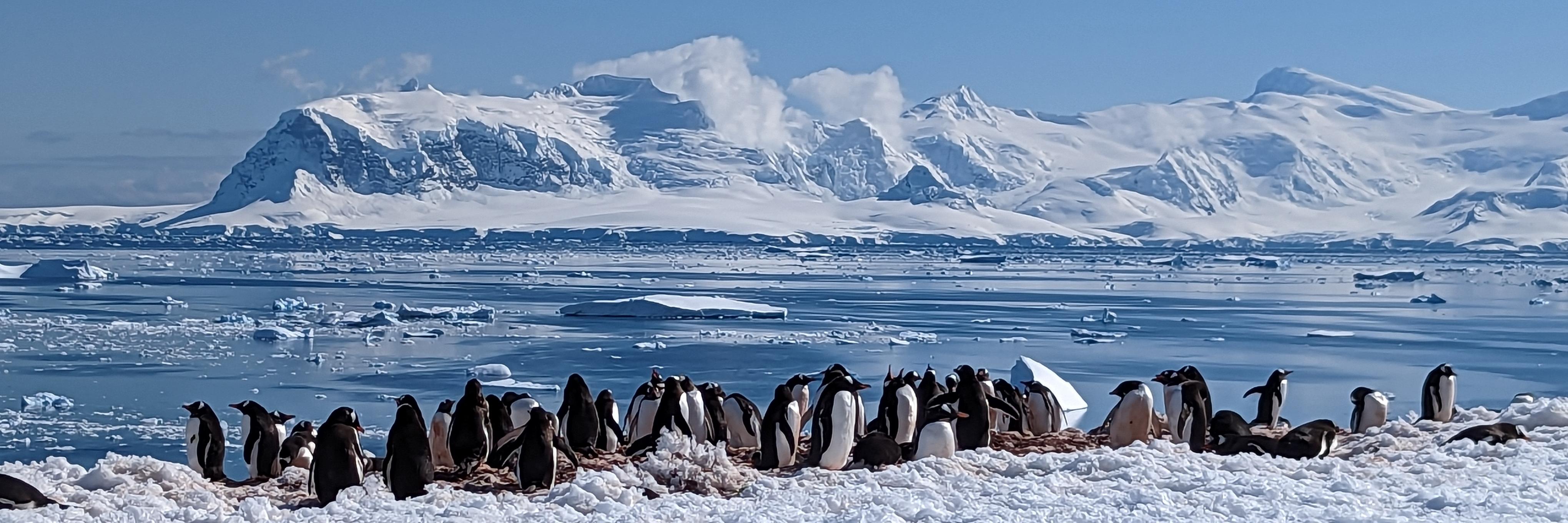 A waddle of penguins against the backdrop of glaciers