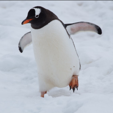 A penguin walking on snow