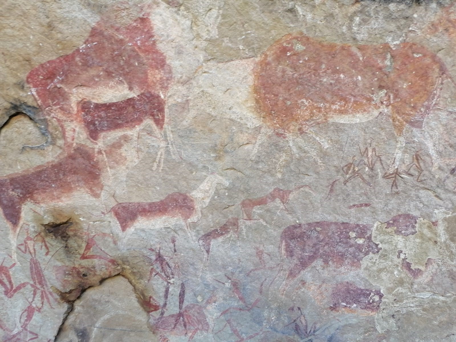 The rock shelter at Ha Soloja is home to a great deal of cave art left over the centuries, including these images of eland, a type of large antelope