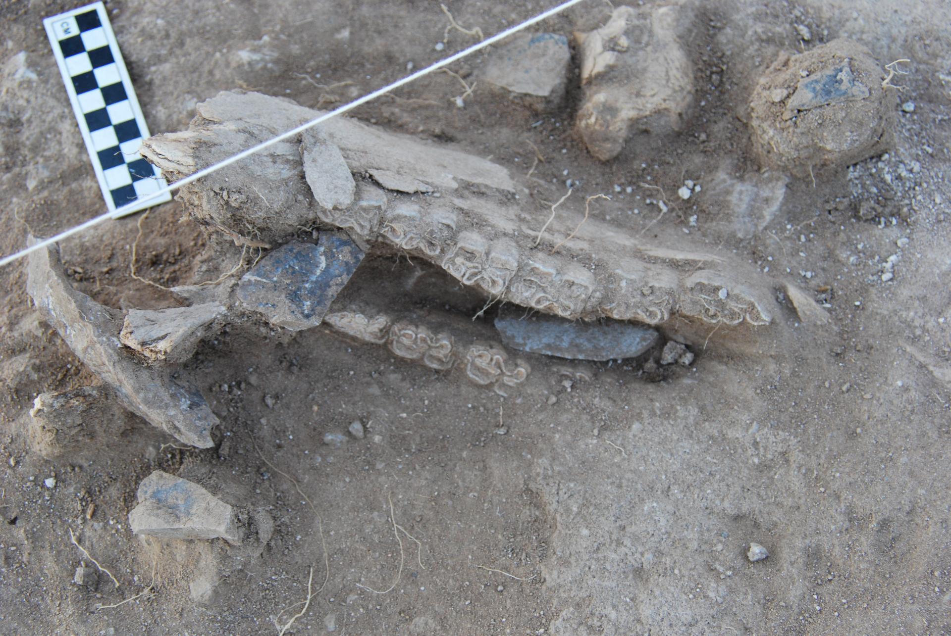 A horse's skull with a stone blade in place of a tongue being excavated.