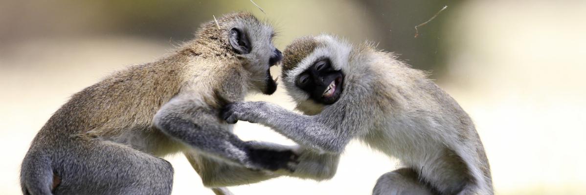 Two Tantalus monkeys play flighting
