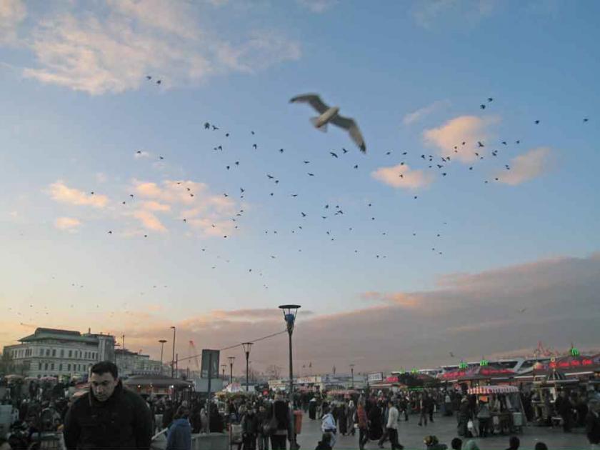 birds in the sky 