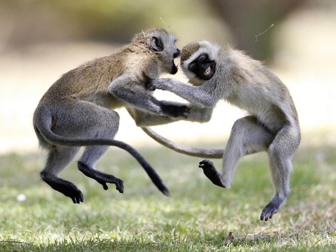 Two Tantalus monkeys play fighting