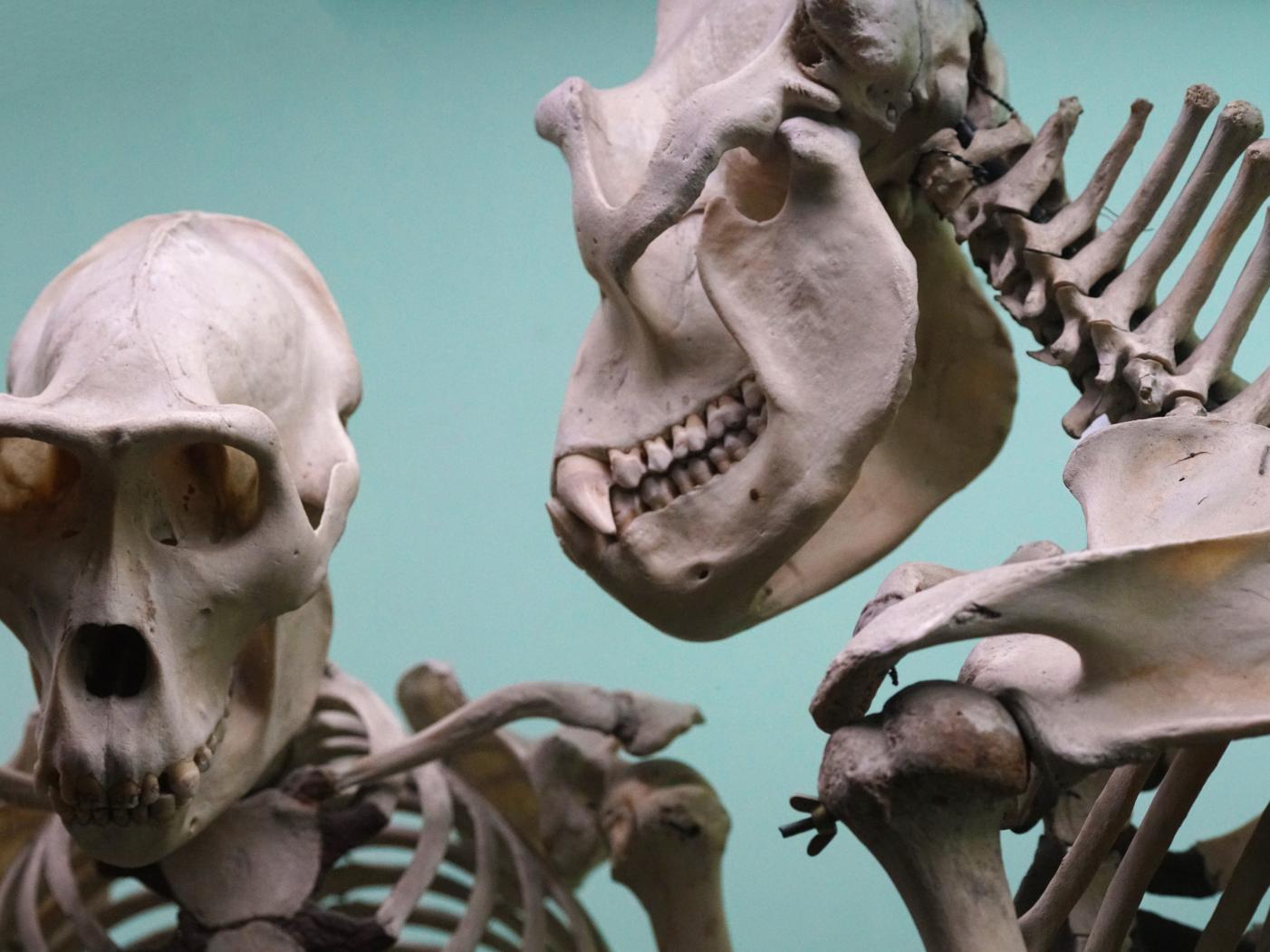 Two ape skeletons
