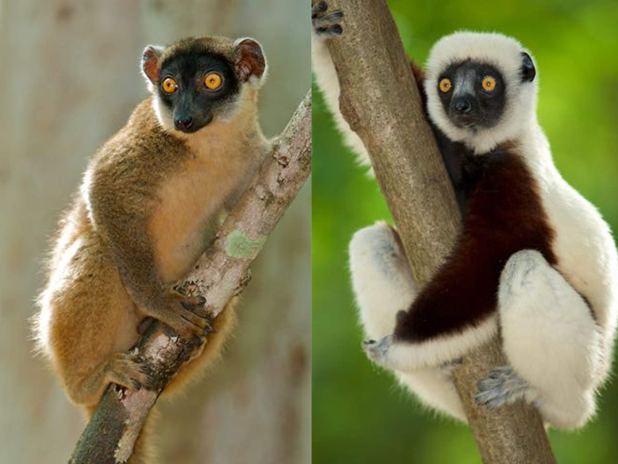 Two different species of lemurs climbing on branches