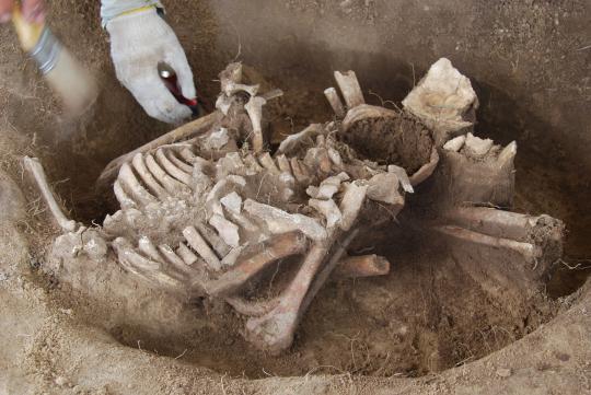 A human skeleton being carefully excavated by archeologists. The skeleton is hunched forward with the head facing down between the leg bones, and hands in front of the face.