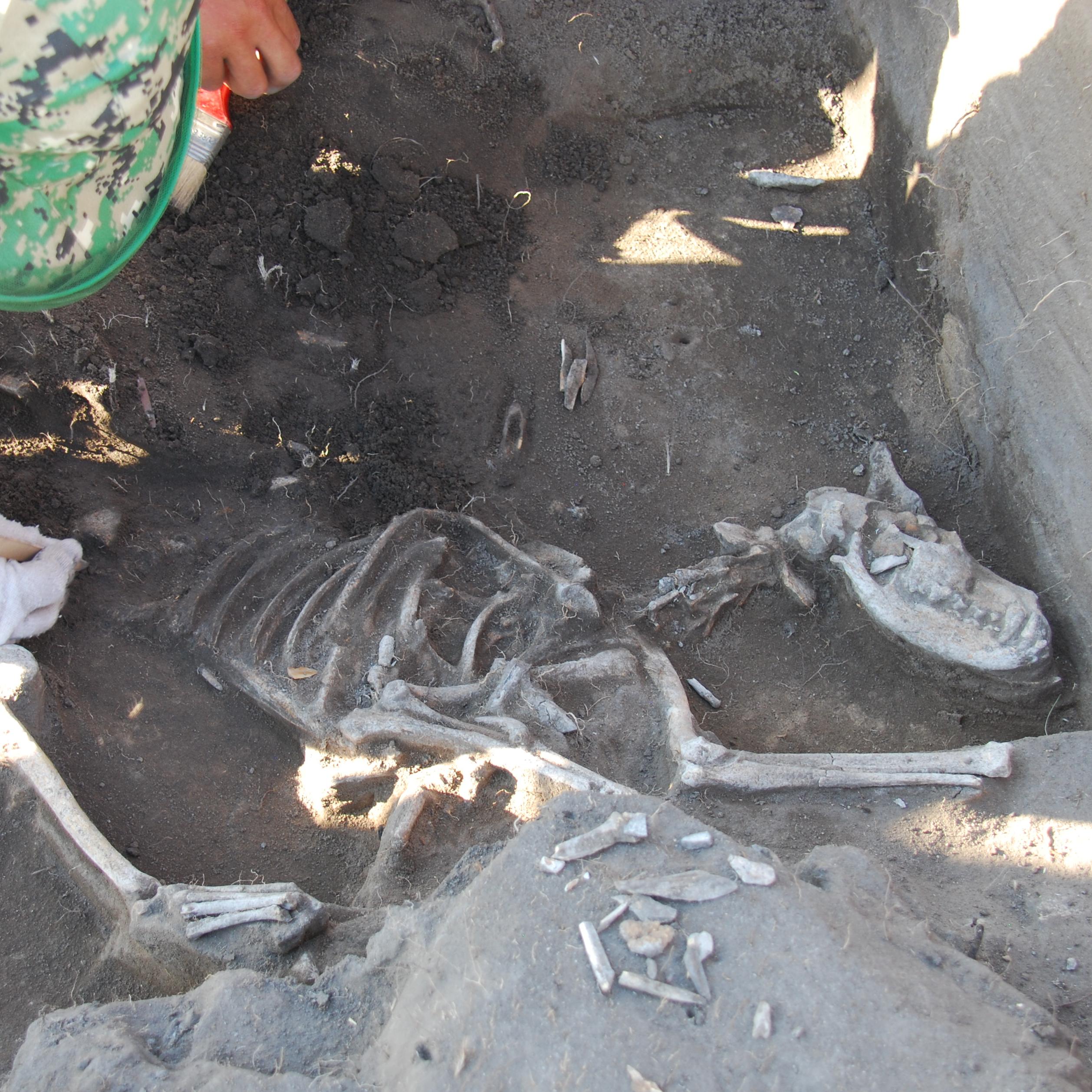 The skeleton of a dog being excavated in the Gobi Steppe, Mongolia
