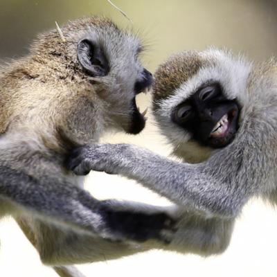 Two Tantalus monkeys play flighting