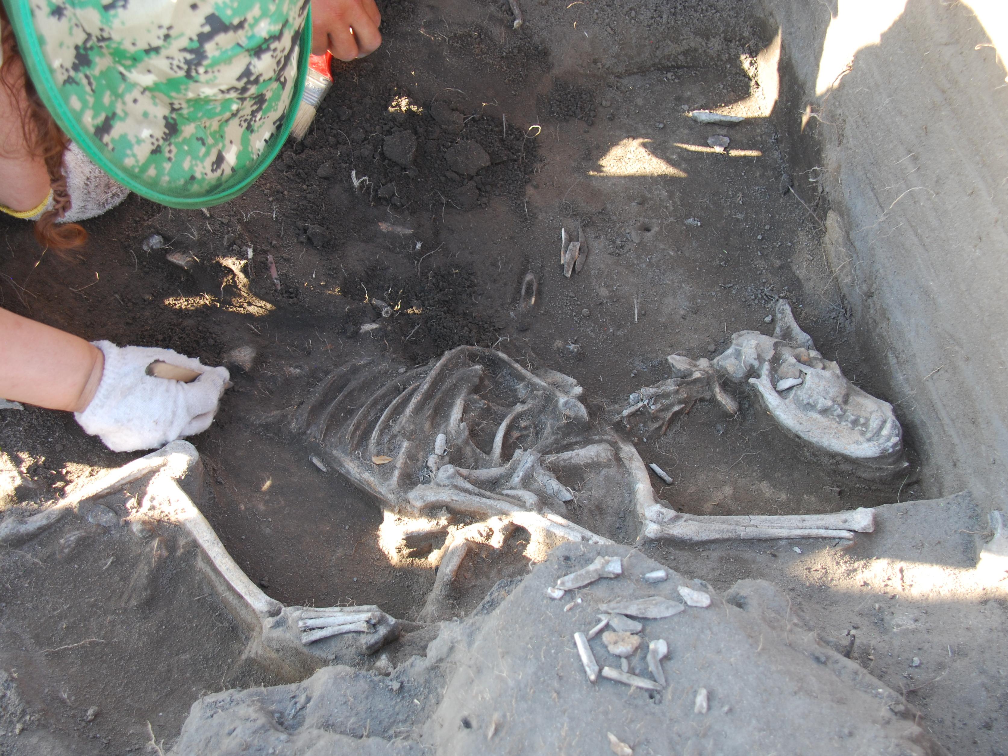 A skeleton of a dog being excavated from the floor of a dwelling in the Gobi Steppe.