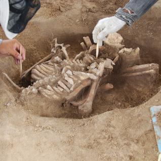 A human skeleton being carefully excavated by archeologists. The skeleton is hunched forward with the head facing down between the leg bones, and hands in front of the face.