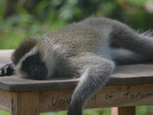 A ververt monkey named potato lies with his head on a table