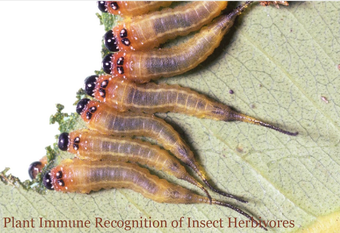 Plant Immune Recognition of Insect Herbivores