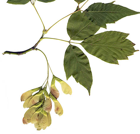 Manitoba maple (Acer negundo)