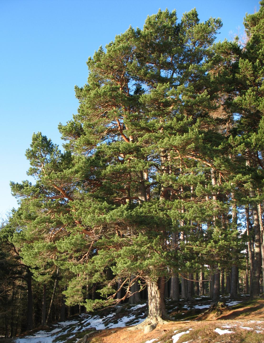Scots pine (Pinus sylvestris)