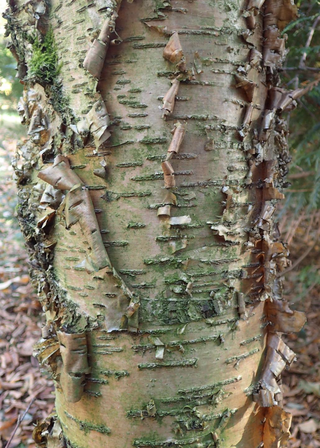 Yellow birch (Betula alleghaniensis)