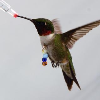 Welch's lab: The Beautiful Hummingbird