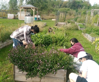 people working at the UTSC campus farm