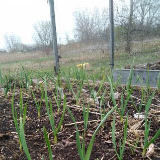 garlic growing in a raised bed