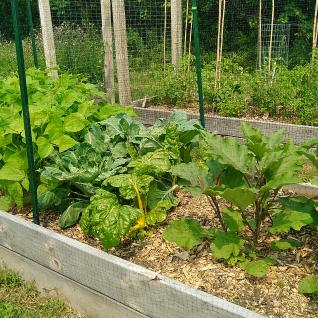 beans, swiss chard and eggplant growing in a raised bed