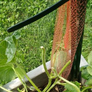 melon growing at the farm