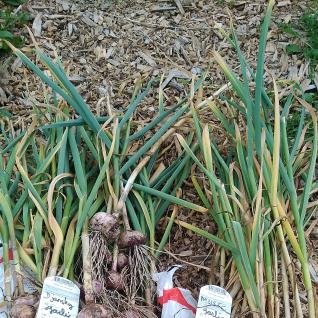 garlic freshly harvested