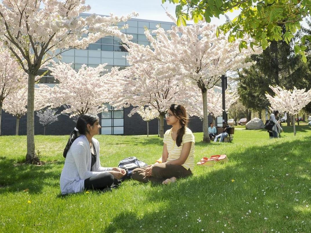 students underneath cherry blossoms