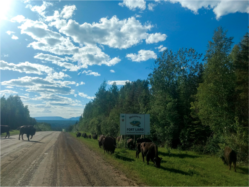 Buffalos in Fort Liard