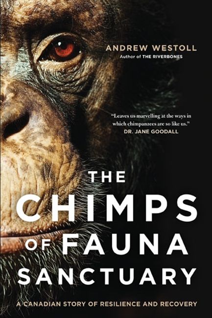 	 The Chimps of Fauna Sanctuary