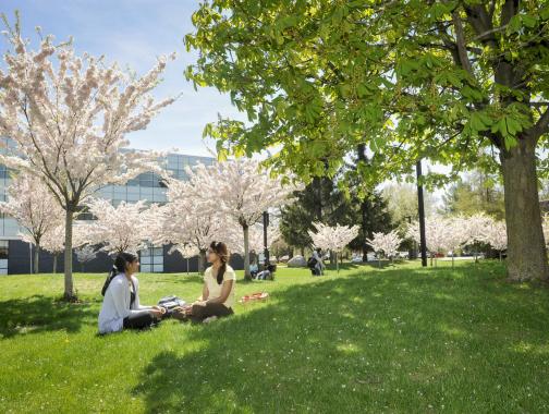 students sitting under cherry trees