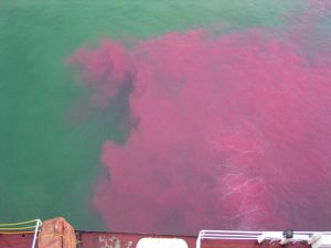 Ballast water was dyed with Rhodamine WT in 2008 field experiments in the Goderich Harbour. 