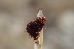 02_Larvae of the winter tick (Dermacentor albipictus), exhibiting host-seeking behaviour in the field