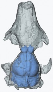 Microsyops cranium