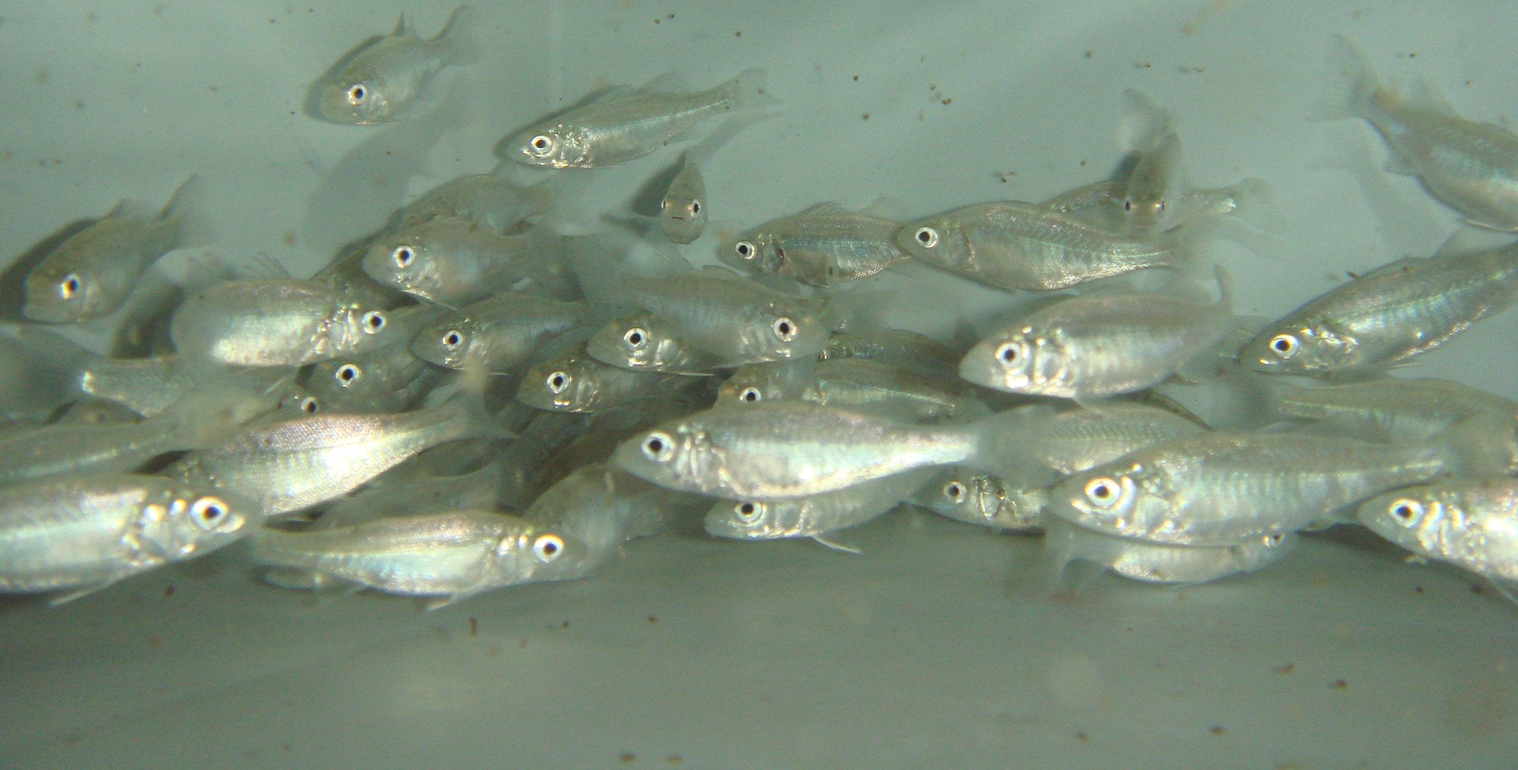 Juvenile sea bass 
