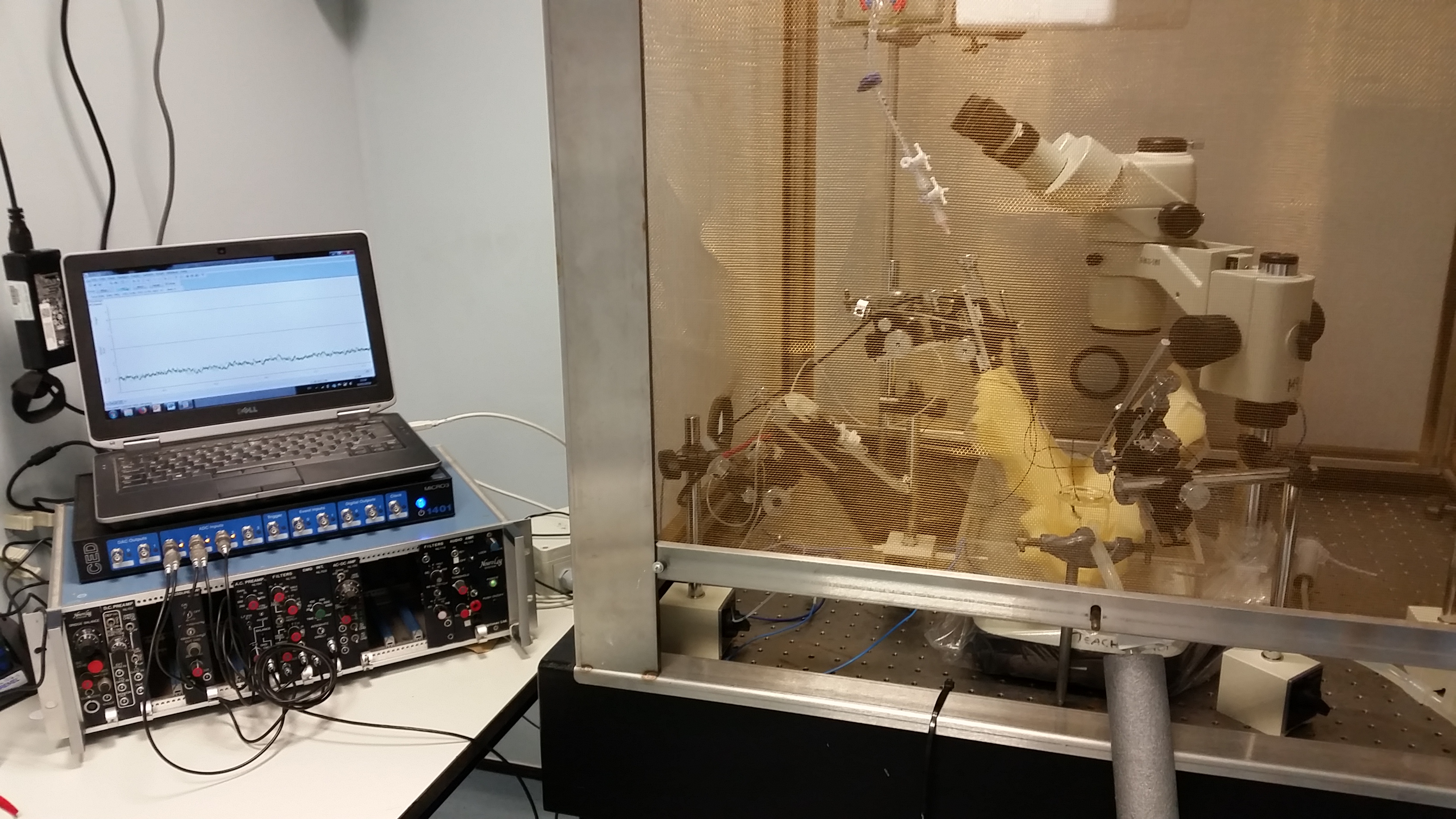 Picture of electrophysiology equipment used to record olfactory nerve responses in fish