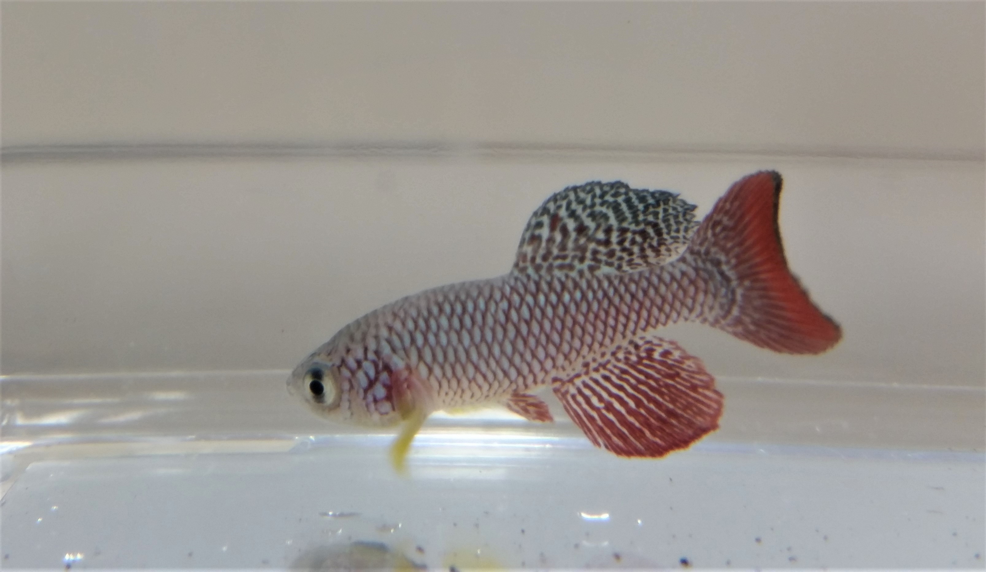 Male turquoise killifish with bright red and yellow colouration