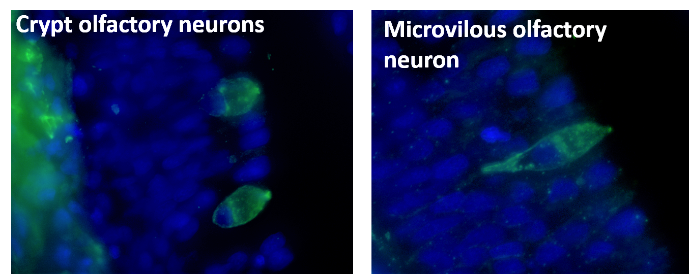 Two immunohistochemistry images of cryp and microvilous neurons in green and cell nuclei in blue