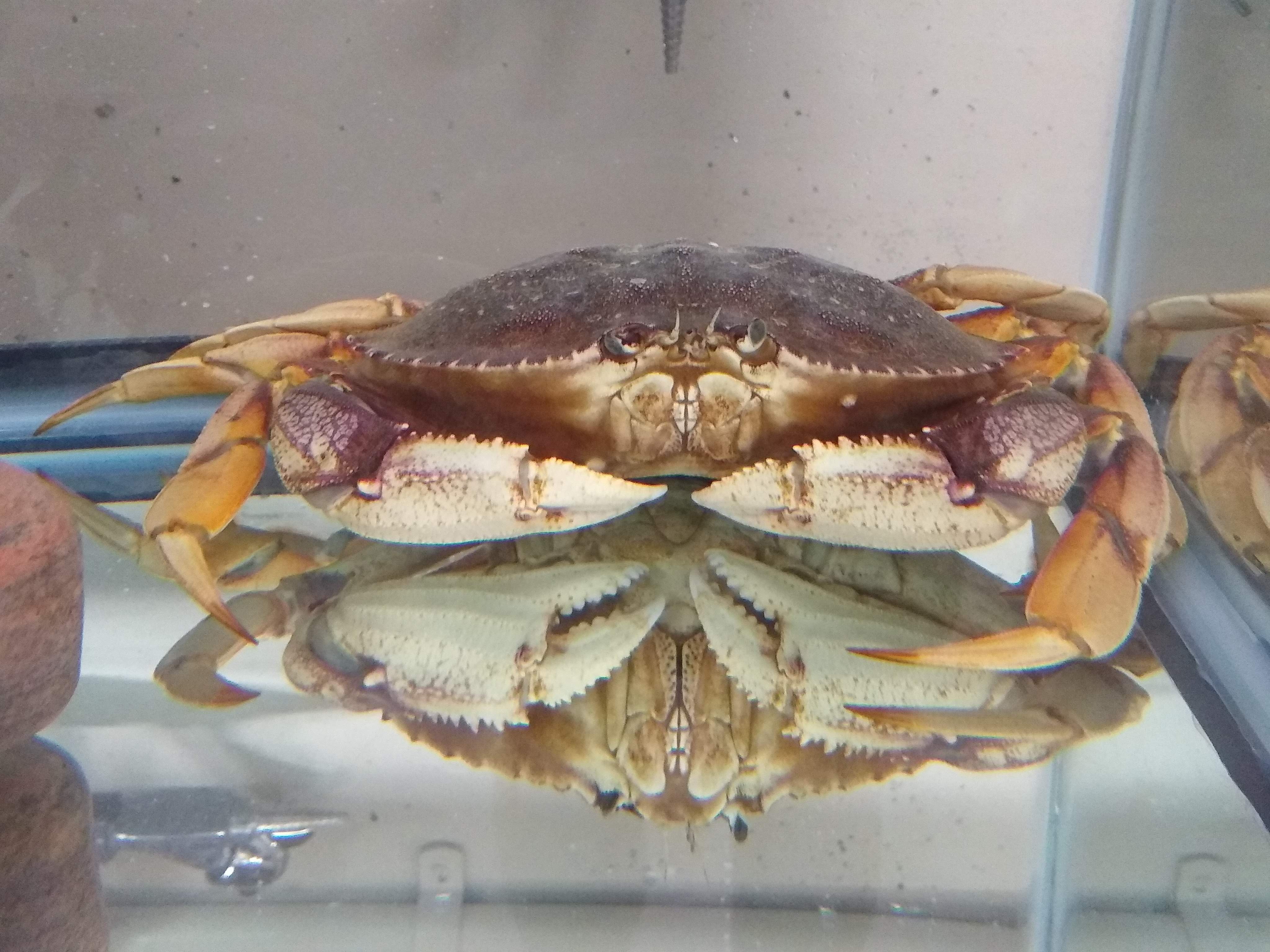 Dungenous crab