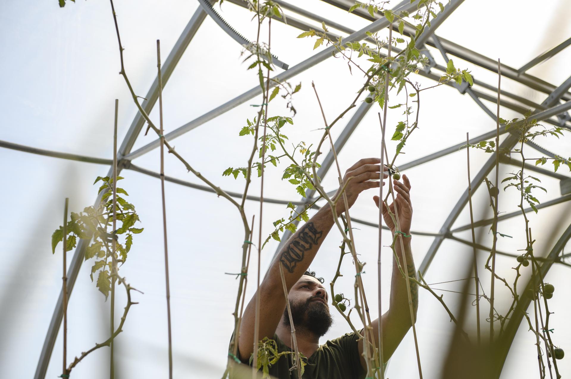 A man working with the plants at the CICS