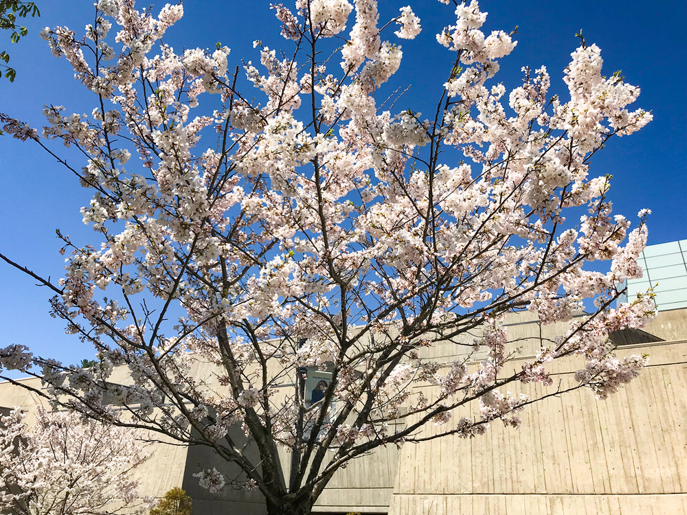 Knix CA: Meet: Spring Bloom