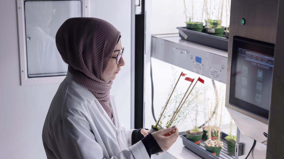 Researcher looks at plant next to a growth chamber with bright lights